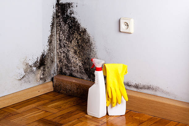 Best Water damage mitigation services  in USA